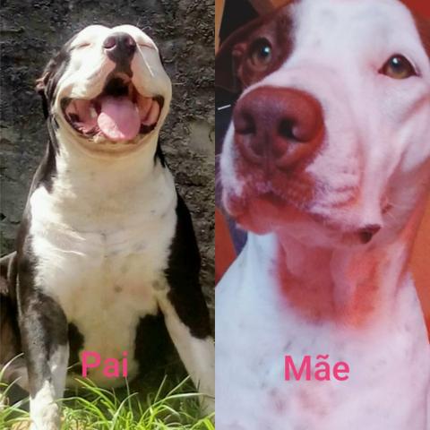 Filhotes de American Bully com Pitbull Red nose