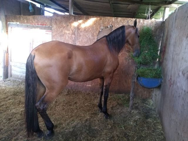 Animal - Foto 4