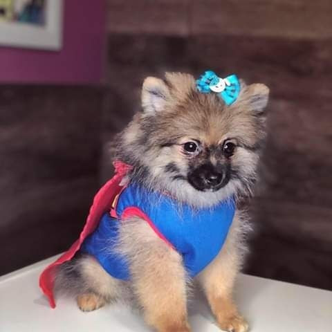 O mais Encantador! Lulu da Pomerânia anão