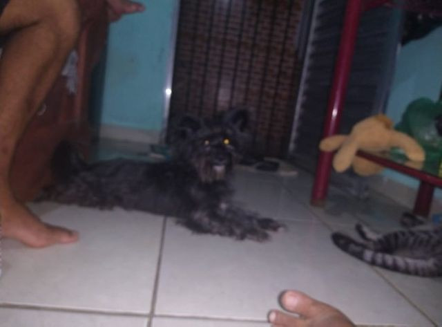 Doa se cadelinha - Foto 4
