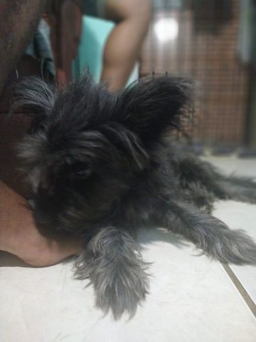 Doa se cadelinha