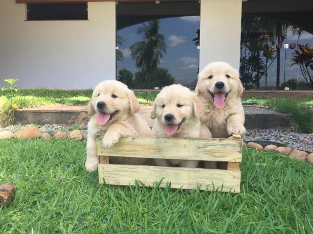 Vendo lindos filhotes de golden retriever vermifugados e com garantia de saúde - Foto 2