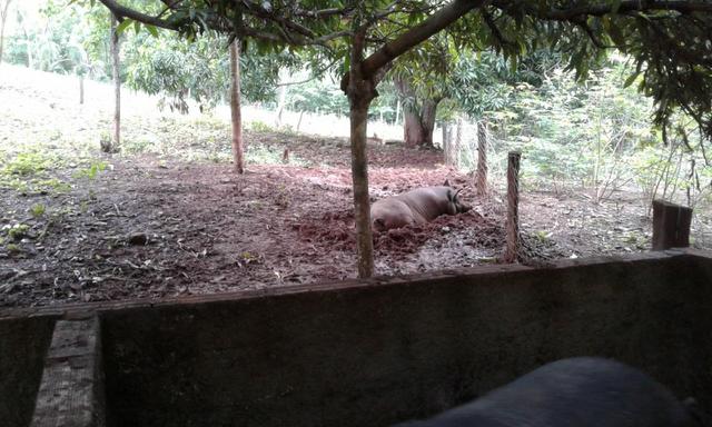 Vendo fazenda em Santa Rita FA - Foto 6