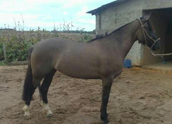 Égua
