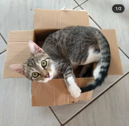 Linda gatinha para Adoção Responsável