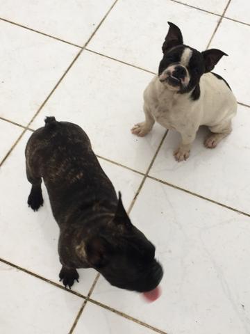 Vendo buldogue francês fêmea. - Foto 4