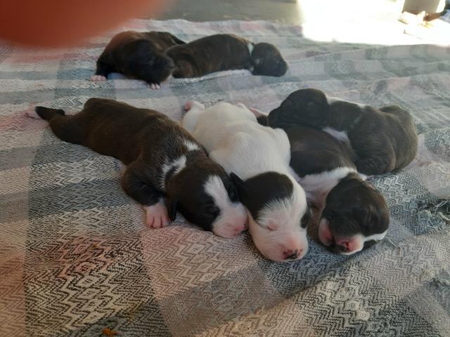 Vendo filhotes de PitBull - Foto 3