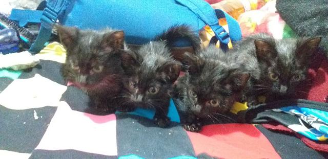 Doação Gatos Filhotes