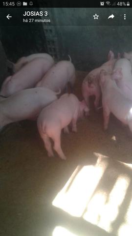 Porcos na promoçao - Foto 2