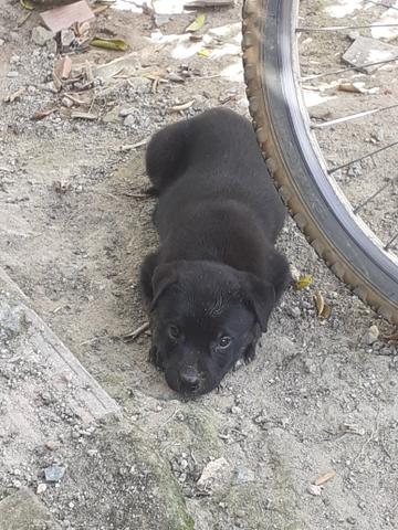 Cachorrinhos