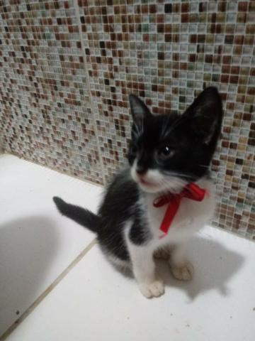 Adoção responsável!!!! - Foto 3