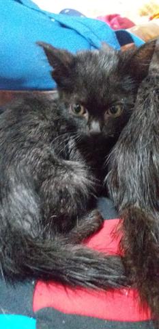 Doação Gatos Filhotes - Foto 3
