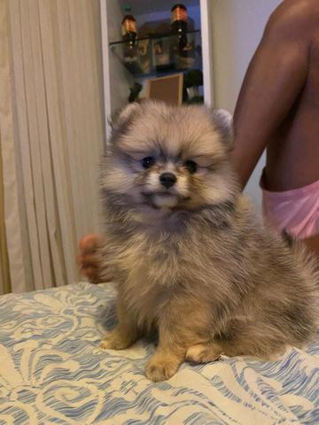 Lulu da pomerania - Foto 2