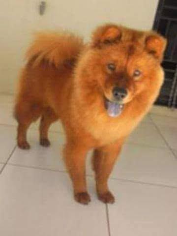 Chow chow - Foto 6