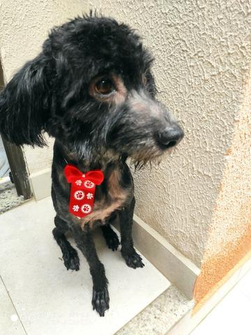 Doação de Poodle preto - Foto 6