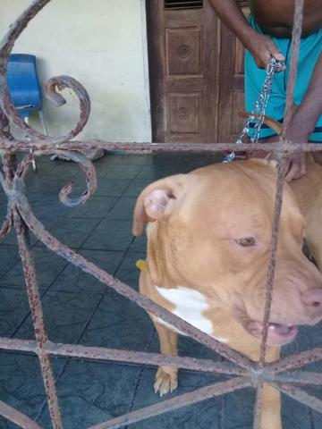 Para cruzamento - Foto 4