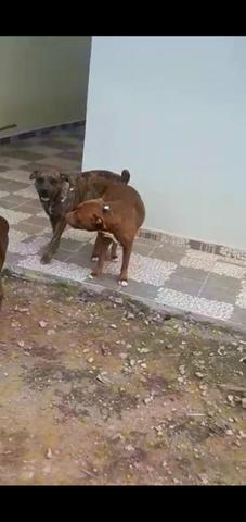 Cachorrinhos - Foto 3