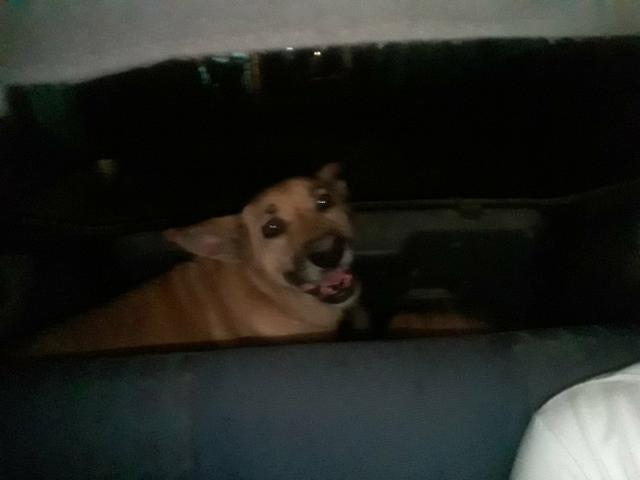 Adote a belinha