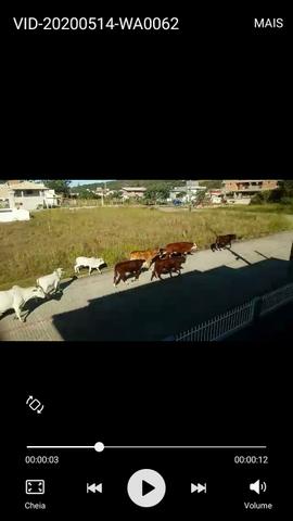 Vacas - Foto 2