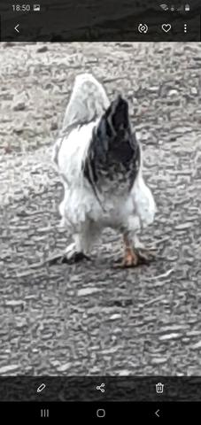 Vendo galo puro 100,00