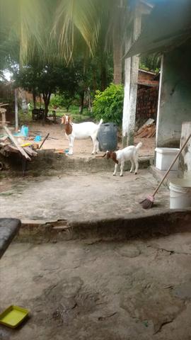 Boer cabra + cabrita - Foto 2