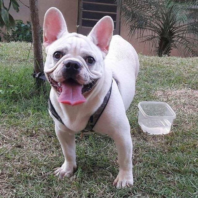 Filhotes de bulldog francês - Foto 4