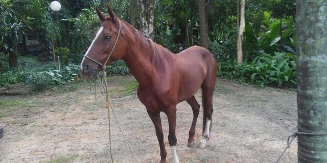 Cavalo macho com 2 anos de idade.