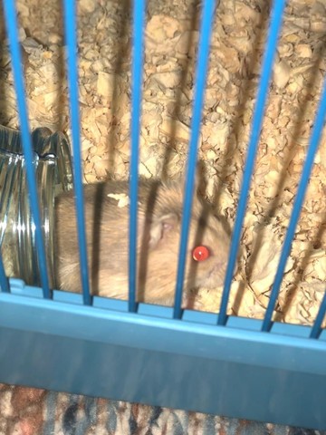 Hamster anão russo. - Foto 5