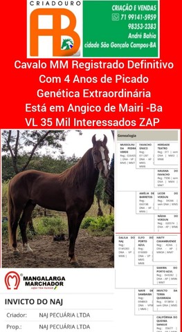 Cavalo MM Registrado no Definitivo 