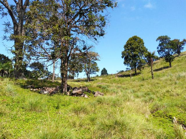 Fazenda de 123 Alqueires .40 Alq de Pasto . Guará ( Guarapuava PR ) - Foto 20