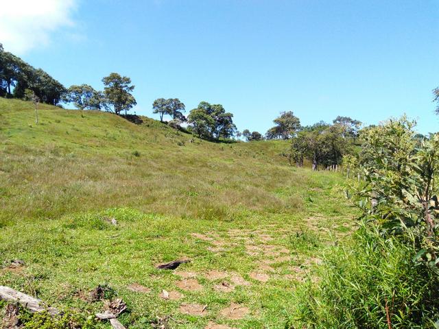 Fazenda de 123 Alqueires .40 Alq de Pasto . Guará ( Guarapuava PR ) - Foto 5