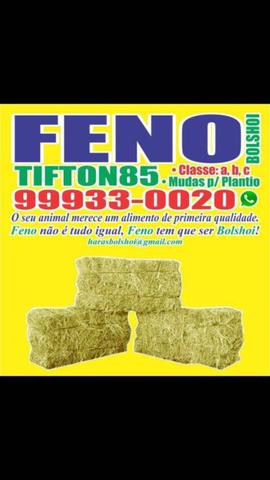 Feno tifton 85 - Foto 2