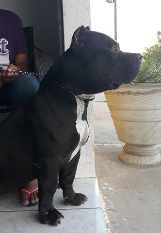 Filhotes de Pit Monster c/ Pedigree IBC - Foto 4
