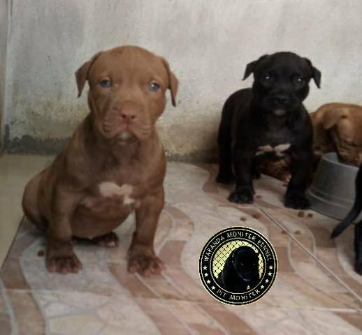 Filhotes de Pit Monster c/ Pedigree IBC