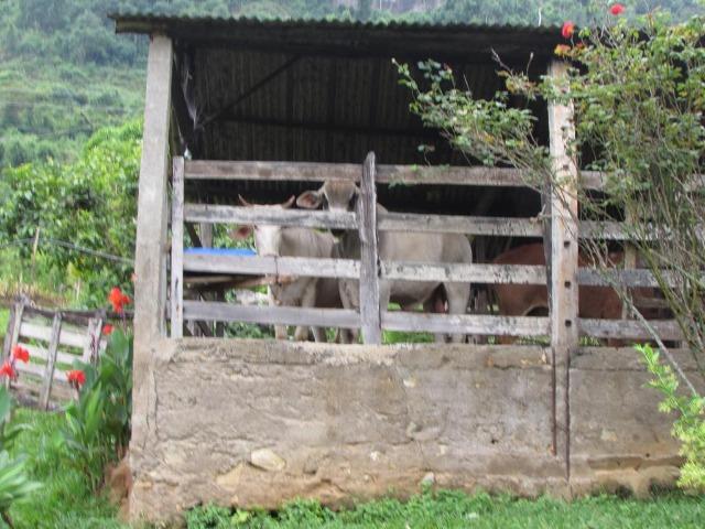 Sítio com 4 alqueires em Sumidouro - Rancho da Alegria - Foto 11