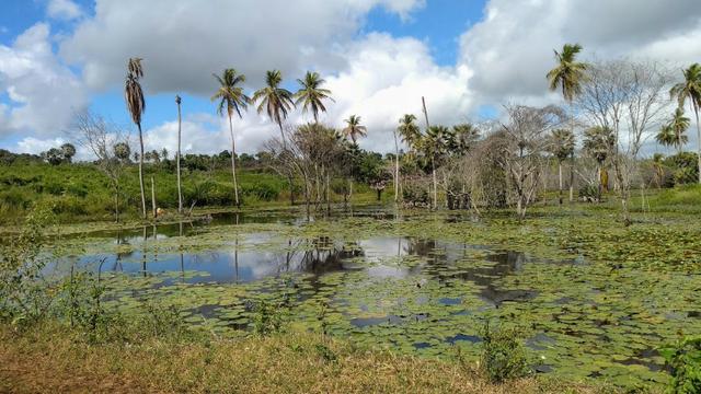 Fazenda 80,52 Ha -Com Açude - ideal Para Pecuária - Foto 15