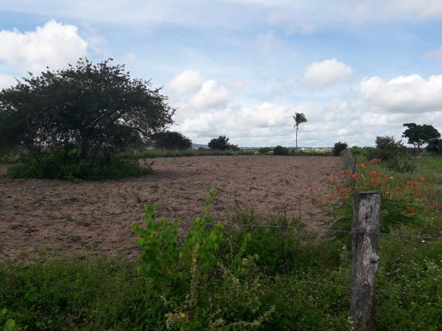 Terreno em Bom Conselho - Foto 5