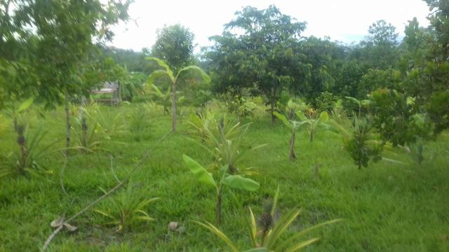 Colônia chacara