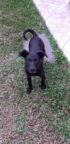 Adoção responsável - Foto 2