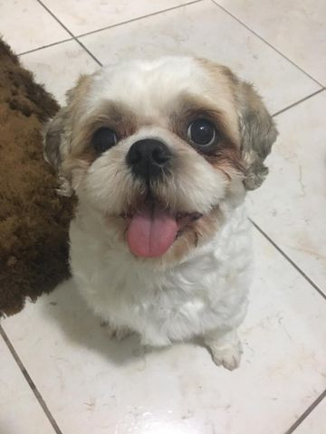 Procuro namorada - Shih Tzu