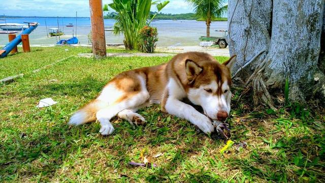 Husky Siberiano - Foto 5