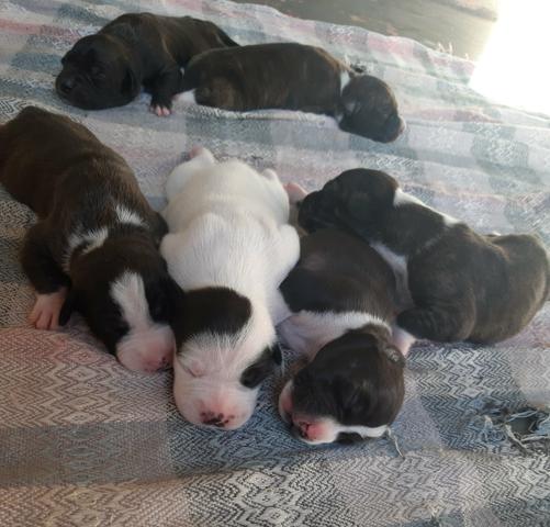 Vendo filhotes de PitBull