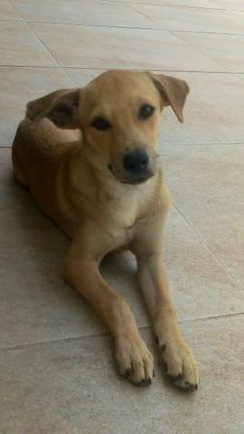Cachorro para adoção femea - Foto 2