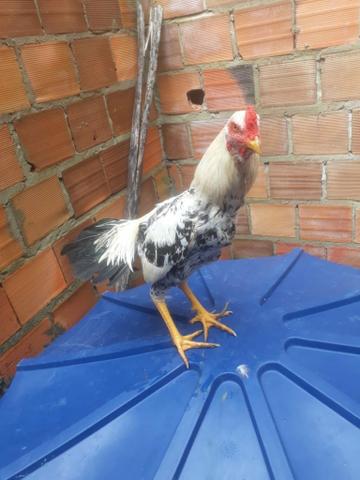 Galo - Foto 4