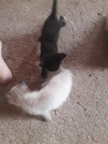 Doaçe gatinhos