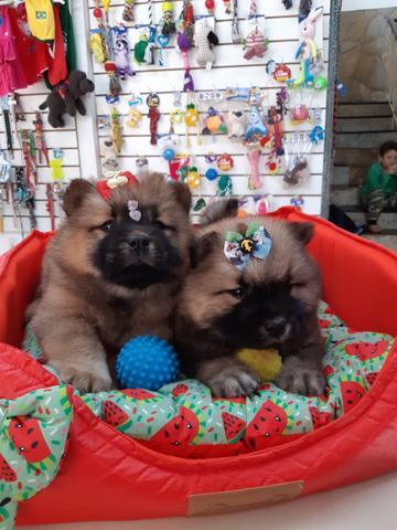 Chow chow atendendo esse fim de semana com horario marcado