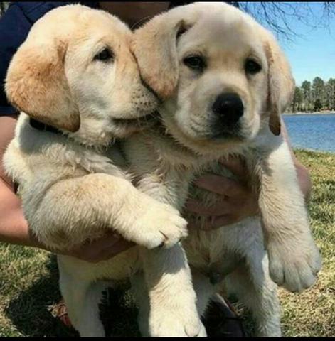 Labrador retriever retroceder a melhor companhia dessa quarentena venha - Foto 2