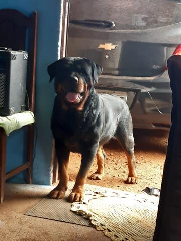 Rottweiler - Foto 2