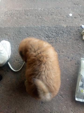 Filhote de chow chow
