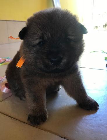 Filhotes de Chow Chow - Foto 4